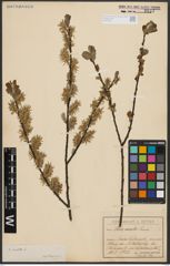 Foto von Salix aurita L.